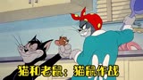 猫和老鼠：汤姆和黑猫进行争夺战，谁抓到杰瑞就可以留在家里