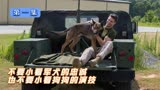 军犬麦克斯一：主人在战场被害，退役军犬凭借超高智商为主人报