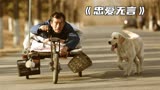 中国版《忠犬八公》，小狗为残疾老人拉车十年，真实故事改编