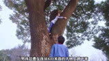 熊孩子一意孤行，终酿成大祸
