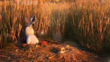 大雁给鸭子当爹又当妈，实在是太喜感了#妈妈咪鸭 #治愈系动画 #