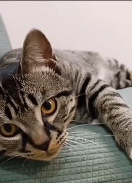 狸花猫智商高不高？看这些行为就知道(2024) Full online with