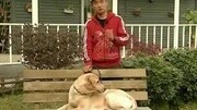 训犬教程怎么能让狗立马昏迷唐伟敏训犬免费下载知识名师课堂爱奇艺