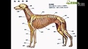 犬只骨骼图大全|北京学宠物美容哪家好生活完整版视频在线观看爱奇艺