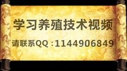 猪饲料的配制和使用技术——2016年科学养猪技术要点生活完整版视频在线观看爱奇艺