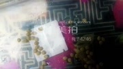 三湖慈鲷布隆迪六间扣卵过程原创完整版视频在线观看爱奇艺