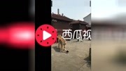 狗:主人放过我吧,那是大老爷啊!我会被灭掉的原创完整版视频在线观看爱奇艺