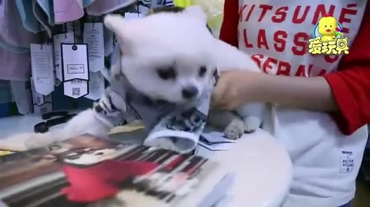 爱游玩视频 第1集 狗狗秋天美容大变身