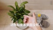 家里面的盆栽没有人浇水怎么办教你用塑料瓶做一个自动灌溉系统生活完整版视频在线观看爱奇艺