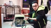 25.真的没有办法了 #犬道文化训犬教程原创完整版视频在线观看爱奇艺