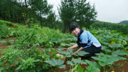 种瓜得瓜种豆得豆,农村妹子种的瓜长满了地,一摘就停不住了生活完整版视频在线观看爱奇艺