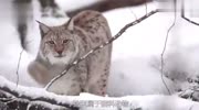 猞猁是狼的天敌同为顶级猎食者,猞猁与狼发生冲突在所难免生活完整版视频在线观看爱奇艺