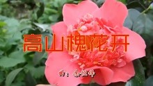 高山槐花开曲谱_槐花几时开简谱