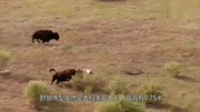 实拍野狼与非洲野牛一对一搏斗,野狼说:我死的真惨纪录片完整版视频在线观看爱奇艺