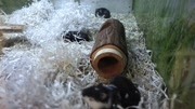 18. Hamsters playing in a tube生活高清正版视频在线观看–爱奇艺