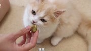 花花与三猫:给猫咪吃虫瘿果,刚吃半颗就嗨了,比猫薄荷过瘾!生活完整版视频在线观看爱奇艺