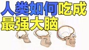 【人类进化】人类如何吃成最强大脑!开挂式进化!科技完整版视频在线观看爱奇艺