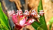 一首《桃花朵朵开》真好听音乐背景音乐视频音乐爱奇艺