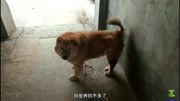 20年前这种犬养的人很多,现在养的人却很少了,村口偶遇1只成犬生活完整版视频在线观看爱奇艺