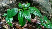 野生风谷斗草又名护肝草生活完整版视频在线观看爱奇艺