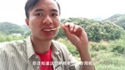 出鼻血?流血?吃这棵满山遍野都是的野草效果奇佳!生活完整版视频在线观看爱奇艺