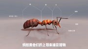 生物篇 科普3D动画 还原南方木蚁 一个蚁群包括蚁后雄蚁和工蚁教育完整版视频在线观看爱奇艺