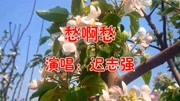 迟志强《愁啊愁》一首囚歌,感人肺腑,听完忍不住泪流!音乐背景音乐视频音乐爱奇艺