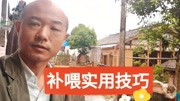 个人的学习方法,养殖中蜂,补喂实用方法与技巧的点拔之道生活完整版视频在线观看爱奇艺