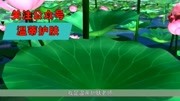 五天祛斑,c8祛斑王,乐添美祛斑是真的吗,温蒂护肤时尚完整版视频在线观看爱奇艺