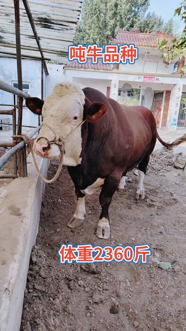 2000多斤的西门塔尔牛纯种西门塔肉牛犊提供养殖技术