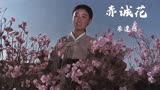 朱逢博翻唱朝鲜歌曲《赤诚花》，电影（卖花姑娘）插曲