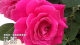 红蔷薇一首《和你在一起真的很美》柔情似水的歌声，一听就爱上！