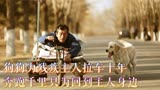 狗狗为残疾主人拉车十年，真实事件改编“老人与狗”，剧情片