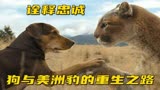 狗狗与它的美洲豹宠物，超暖励志电影推荐《一条狗的回家路》