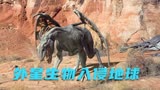 一颗陨石降落地球之后，带来无数的外星生物《进化危机》