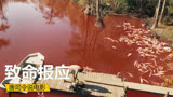 小镇河水无故变红，专家调查发现是血液，电影解说《致命报应》