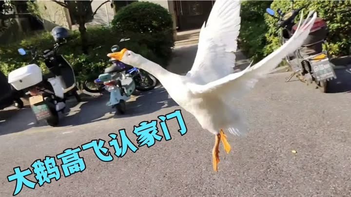 【希少】お玉 海外版 プロモ 英語OFFLINE　PARTICIPANT LUNA PARK | JP Toys & Collectibles | ✨ prototype of