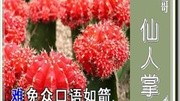 黄梅戏陈州怨选段(一弯新月)完整版视频在线观看爱奇艺