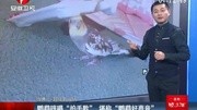 鹦鹉哼唱“拍手歌” 堪称“鹦鹉好声音”电影完整版视频在线观看爱奇艺