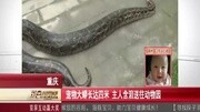 重庆:宠物大蟒长达四米 主人含泪送往动物园 每日新闻报 150702资讯搜索最新资讯爱奇艺