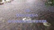 流水长桂花香诗洞话原创完整版视频在线观看爱奇艺