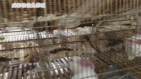 U8国际- U8国际官方网站- U8体育APP下载大樱桃畅销鱼子酱出圈……看山东这个县城的特产“致富经”
