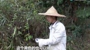 农村小伙摘了一篮子金樱子,虽然全身是刺,但泡酒功效非常好!生活完整版视频在线观看爱奇艺