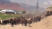 草原上每天为放羊而奔波的牧羊犬,牧民的羊很少丢过生活完整版视频在线观看爱奇艺