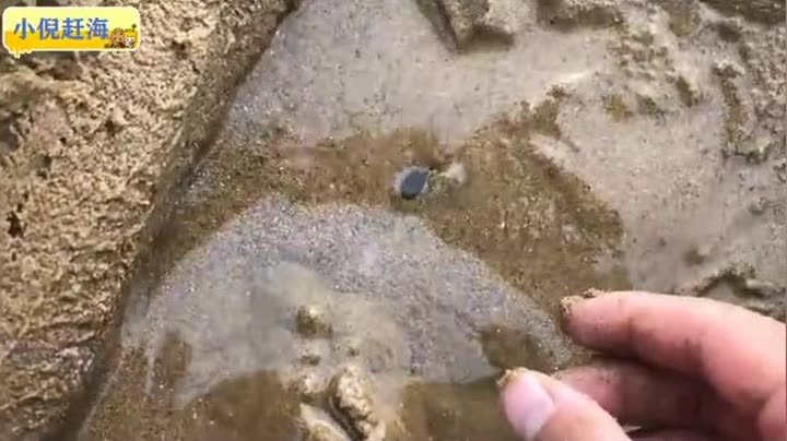                        小倪赶海