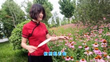 依然想着你曲谱任妙音
