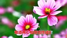 残花简谱_残花自叹 码头调带垛