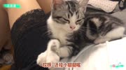 猫主子突然秃顶了?这是怎么回事,你家小猫也这样么?生活完整版视频在线观看爱奇艺