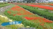 农村常见的花,为何被称为彼岸花,它究竟是什么身份?资讯搜索最新资讯爱奇艺