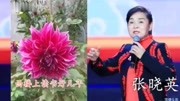 中原女丑张晓英最新演唱欣赏 曲剧陈三选段 两日月如梭光阴似箭音乐背景音乐视频音乐爱奇艺